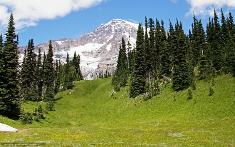 Mountain peak with forest