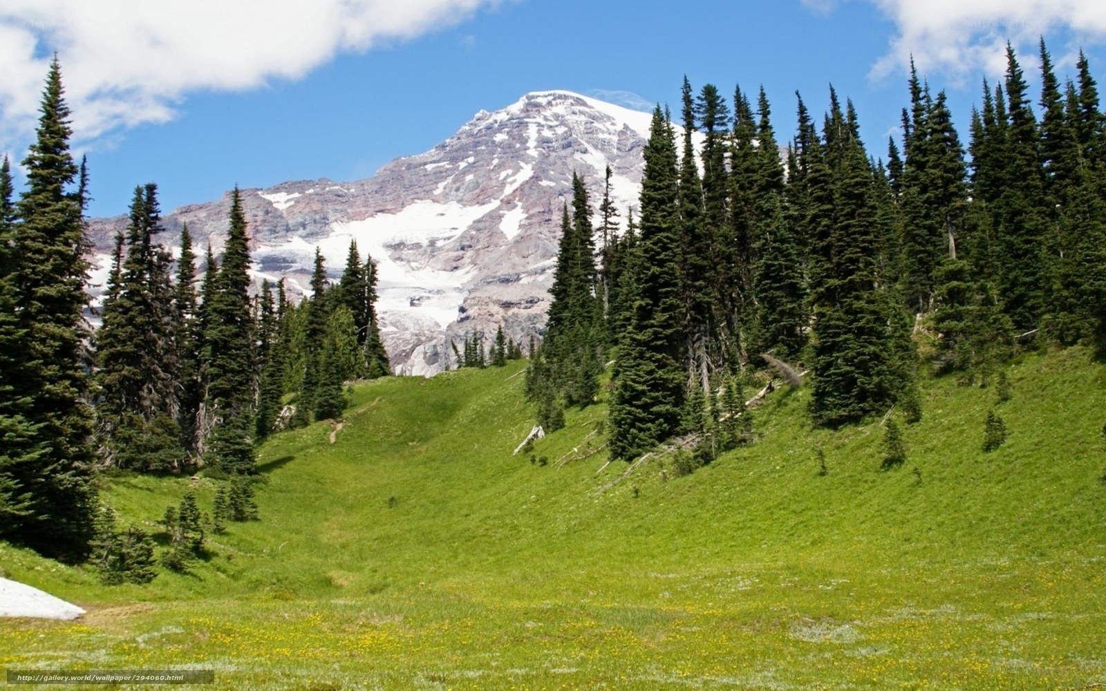 Mountain peak with forest