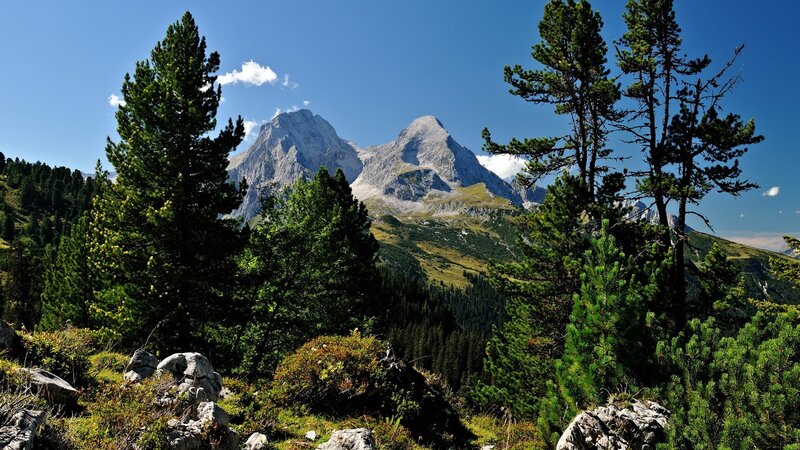 Mountain peak with pine trees