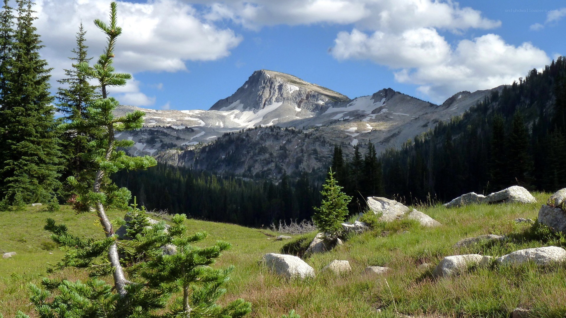 Mountain peak with snow and forest