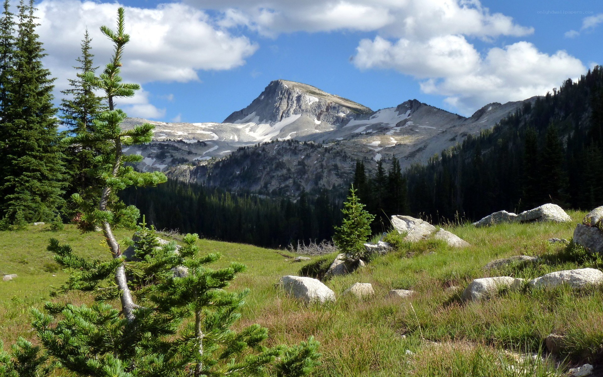 Mountain peak with snow and forest