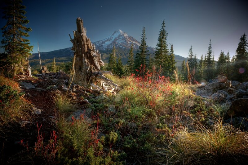 Mountain Peak with Tree Stump