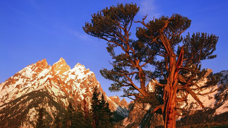 mountain peak with tree