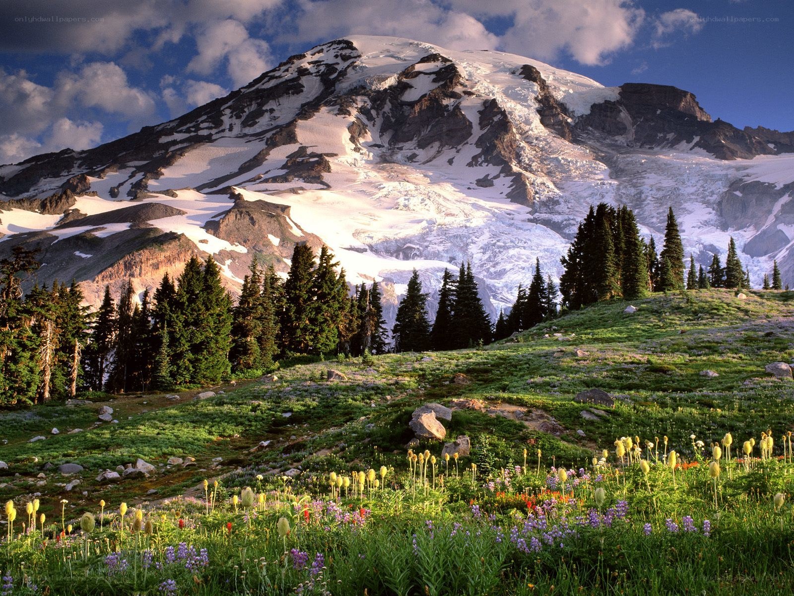 Mountain peak with wildflowers