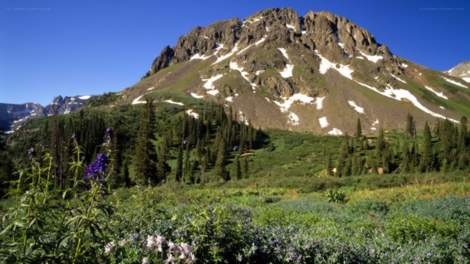 Mountain peak with wildflowers