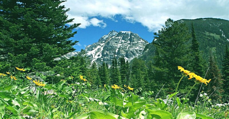 Mountain Peak with Wildflowers — Green
