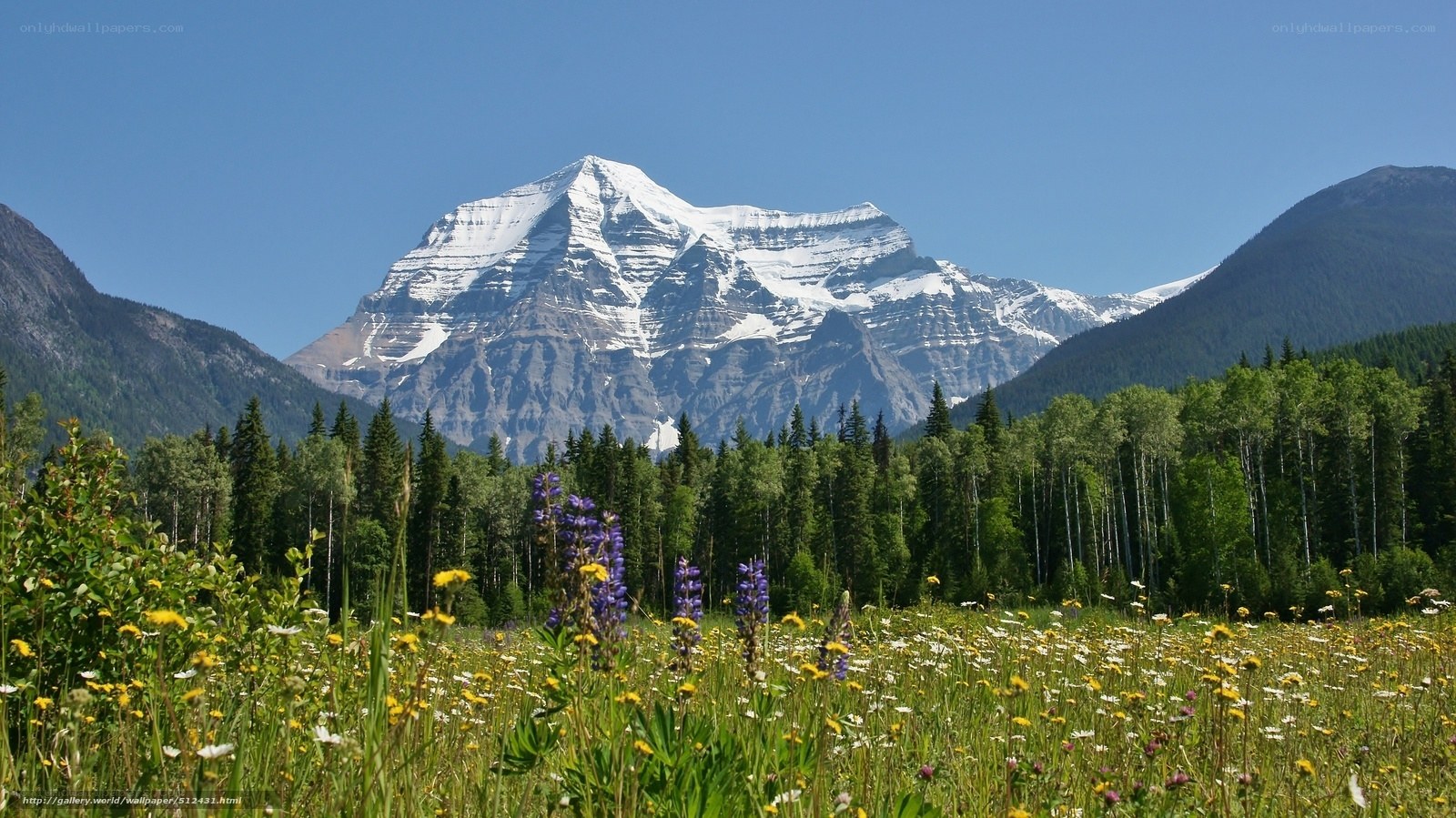 Mountain peak with wildflowers