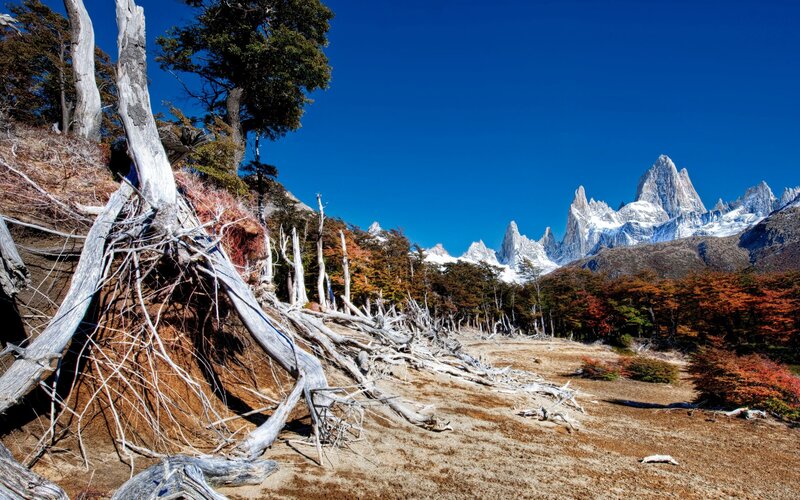 Mountain Peaks and Forest — Blue