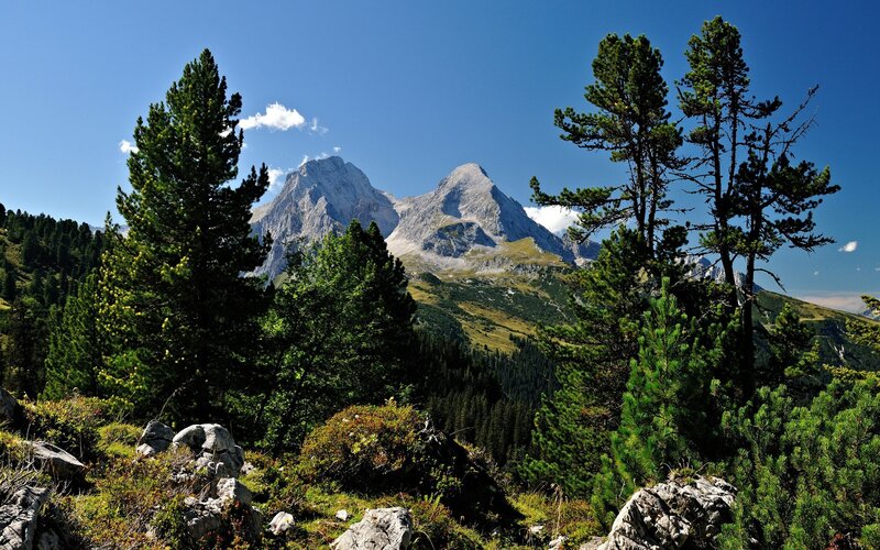 Mountain Peaks and Pine Trees — Blue