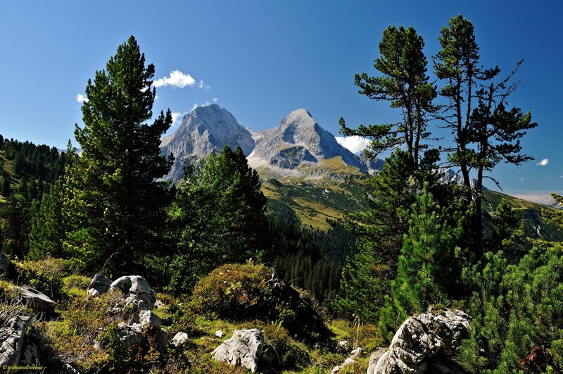 Mountain Peaks and Trees