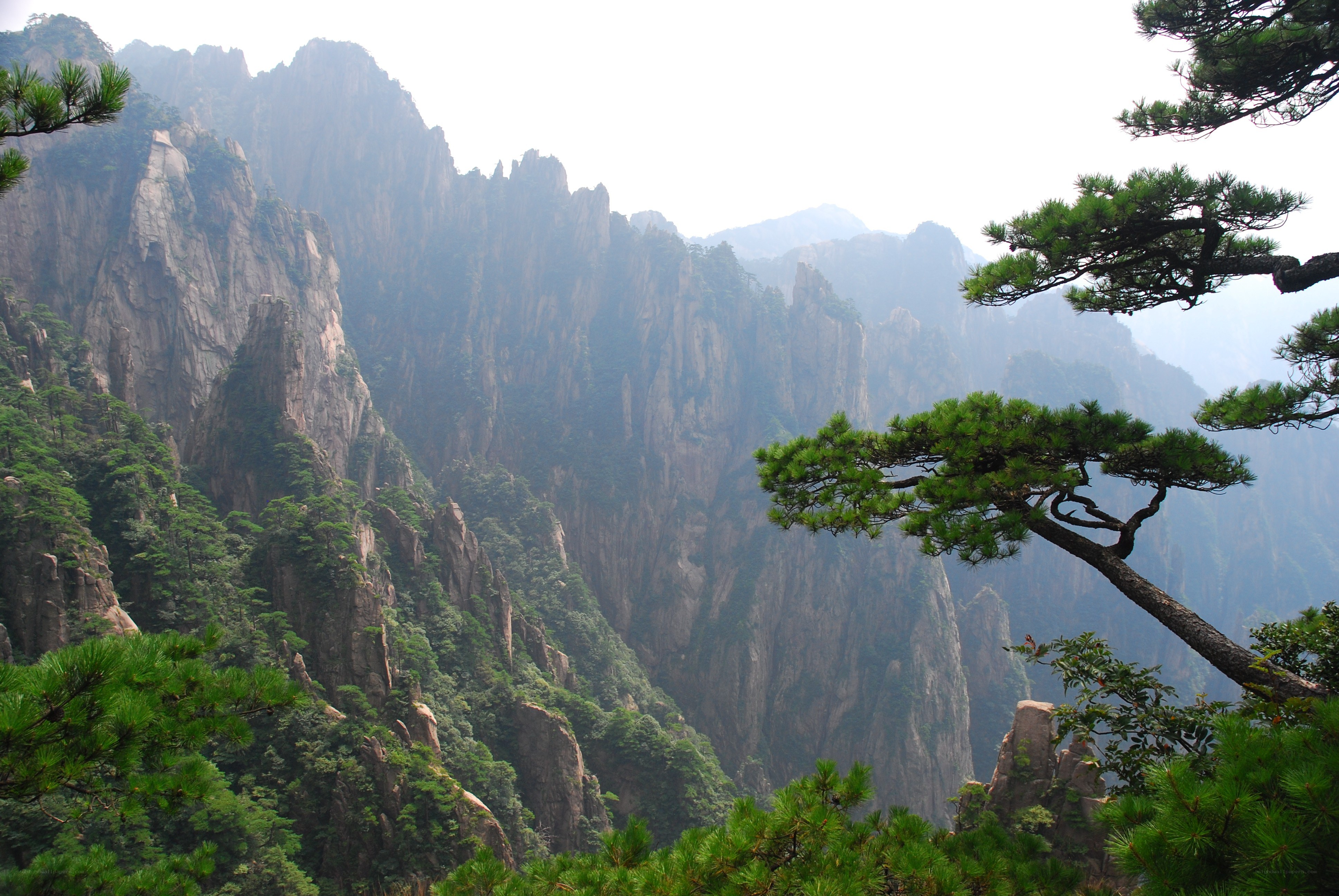 Mountain peaks with pine trees