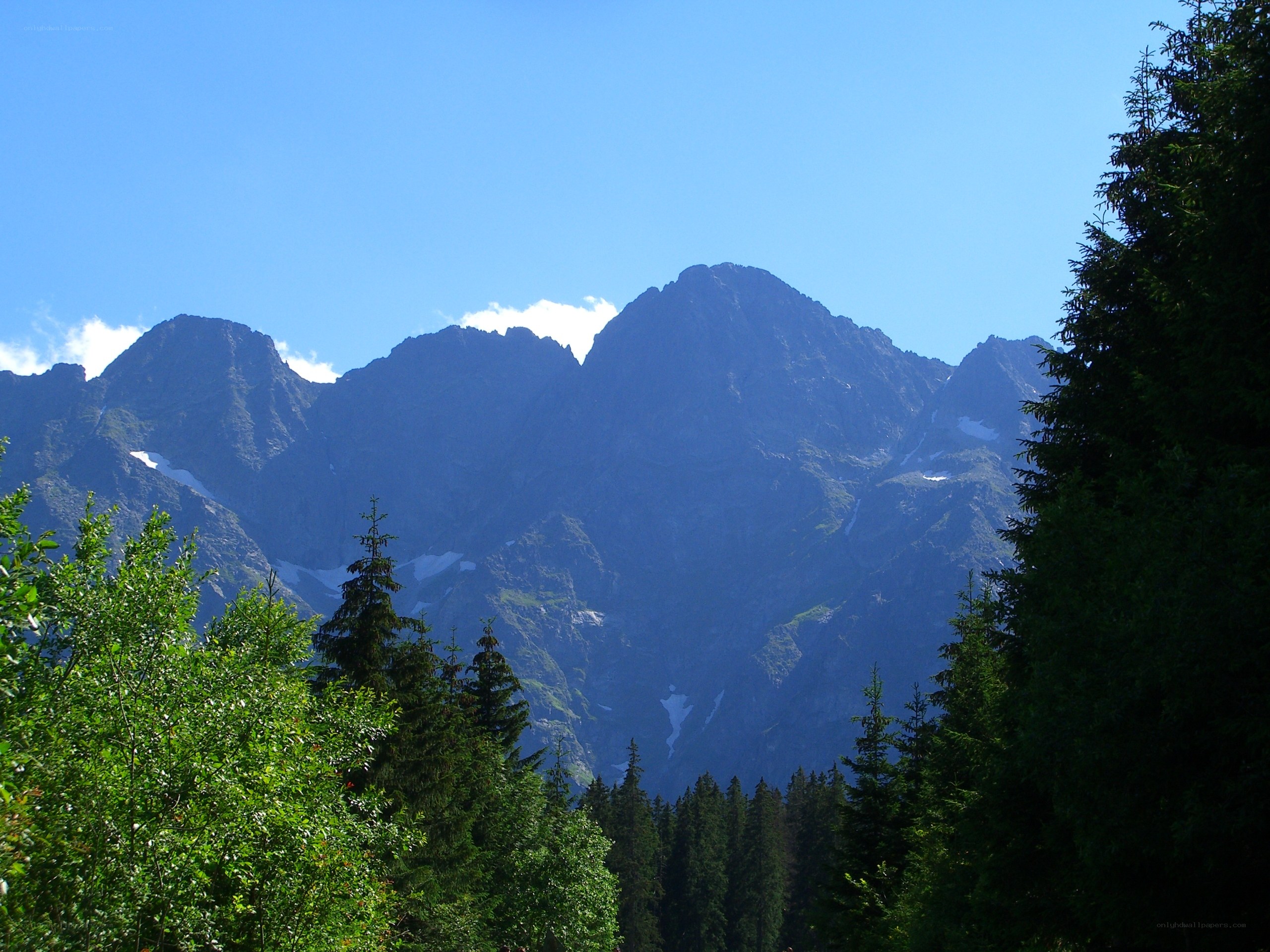 Mountain peaks with snow and forest