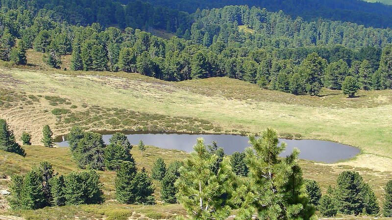 Mountain Pond in Meadow