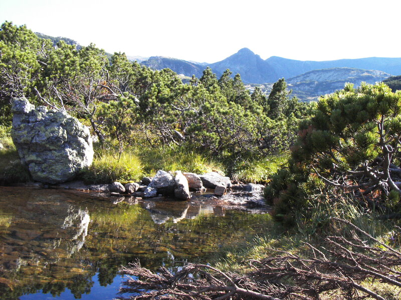 Mountain pond with pine trees