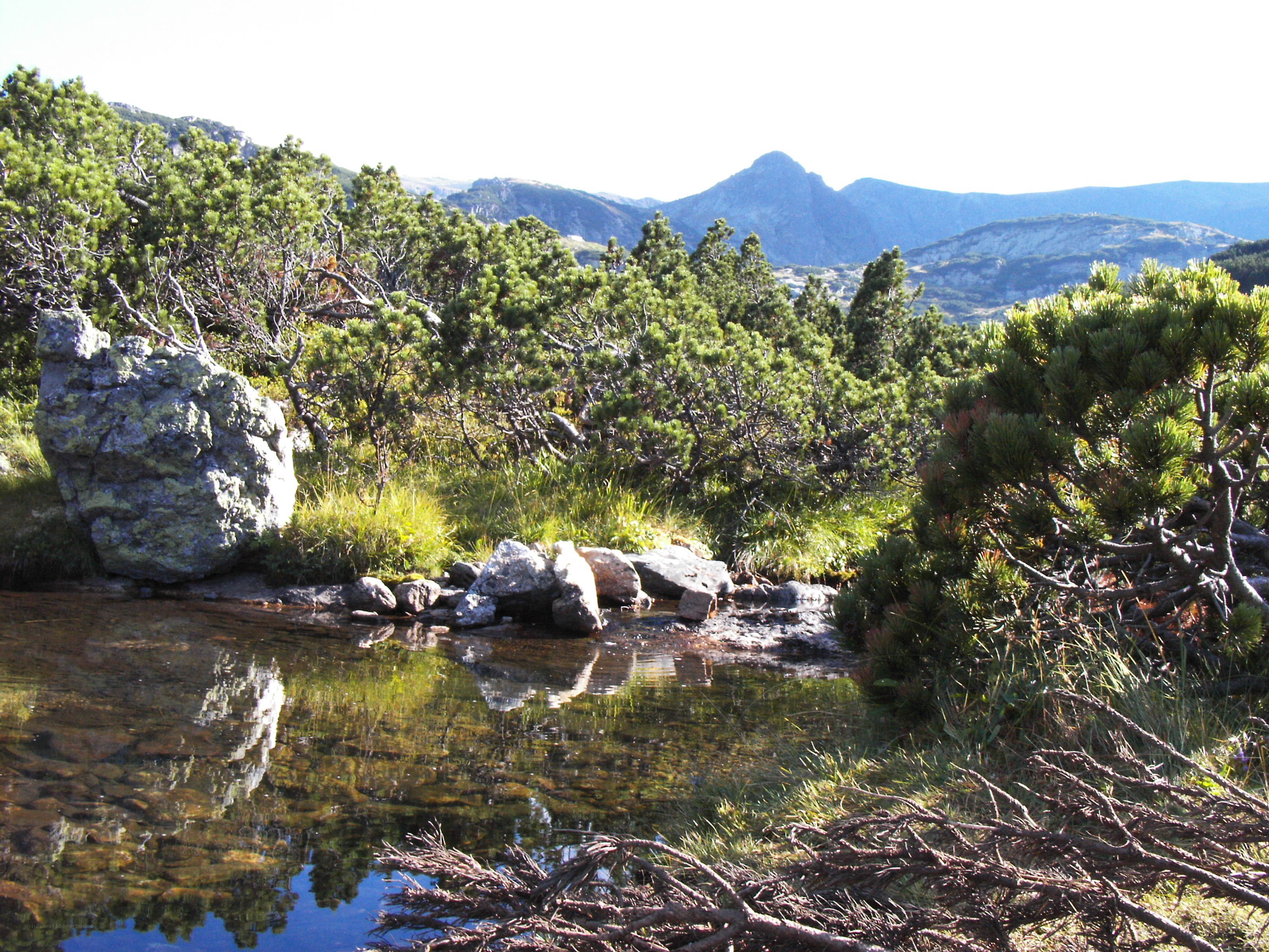 Mountain pond with pine trees