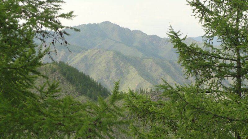 Mountain Range Through Trees