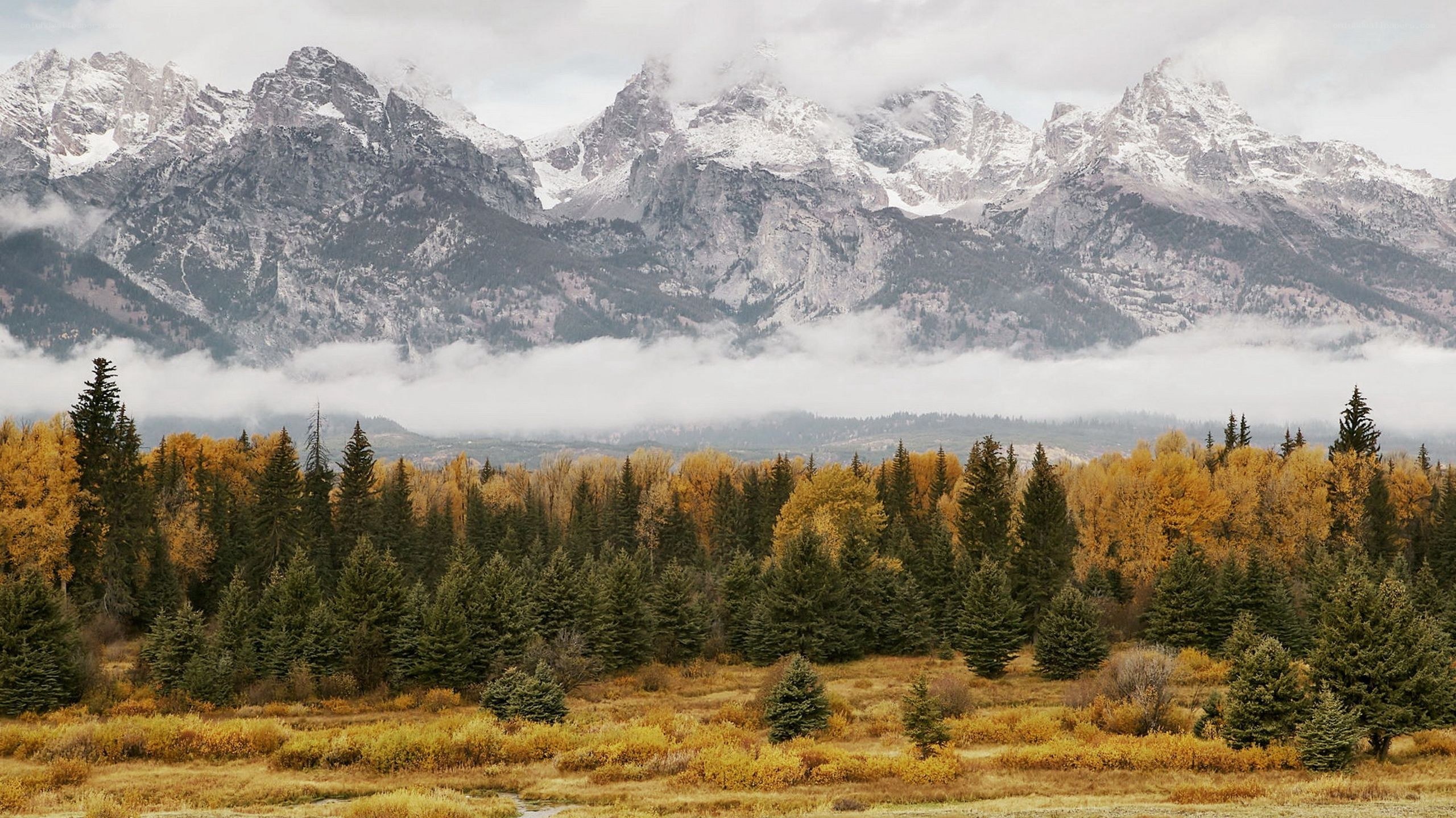 mountain range with autumn forest