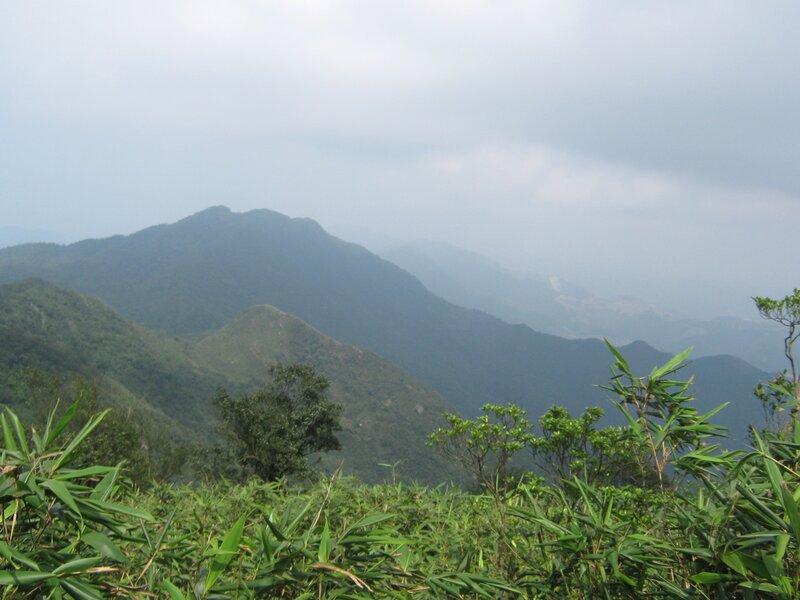 Mountain range with bamboo foreground