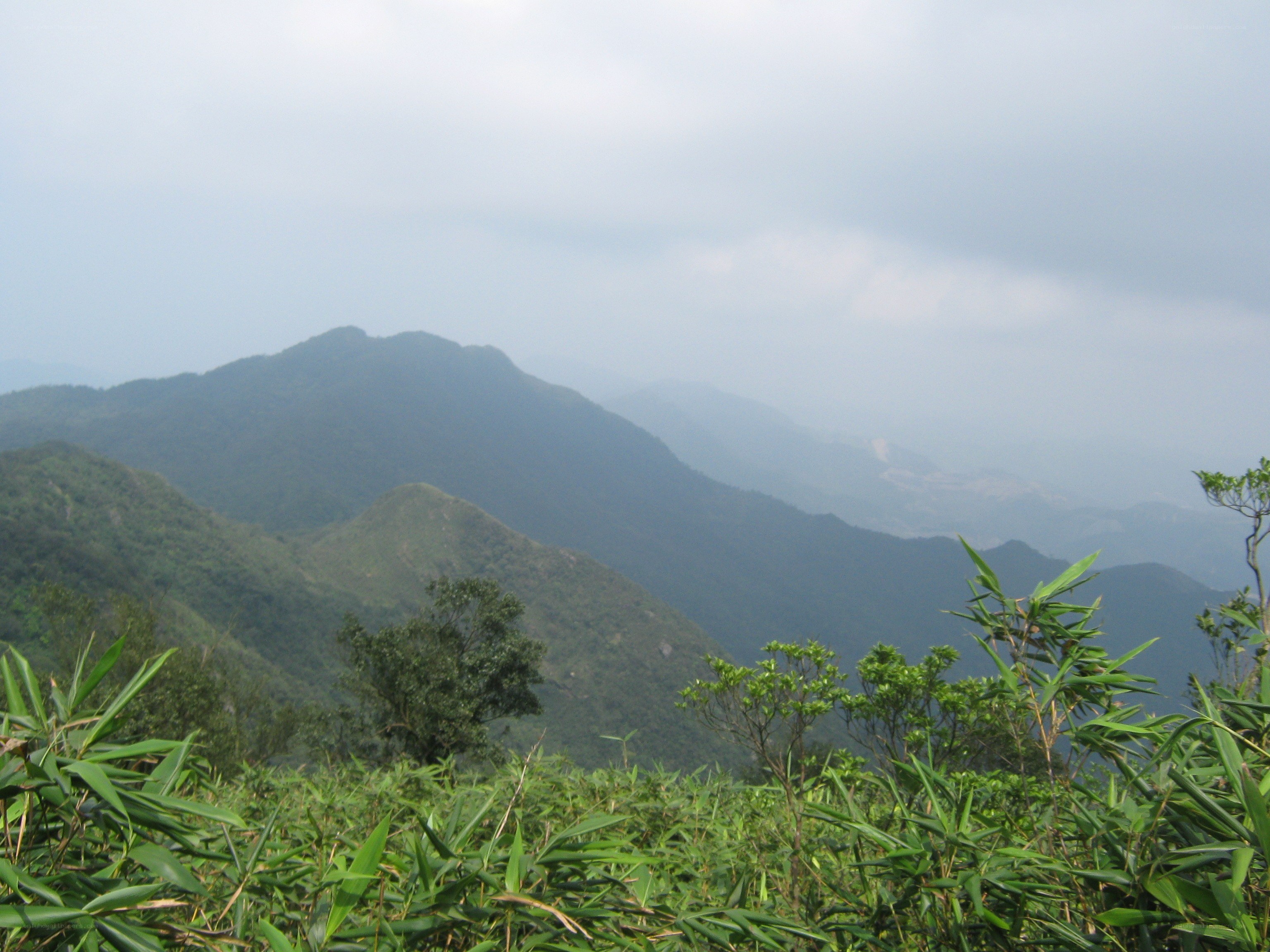 Mountain range with bamboo foreground