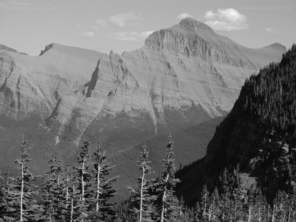 mountain range with evergreen trees