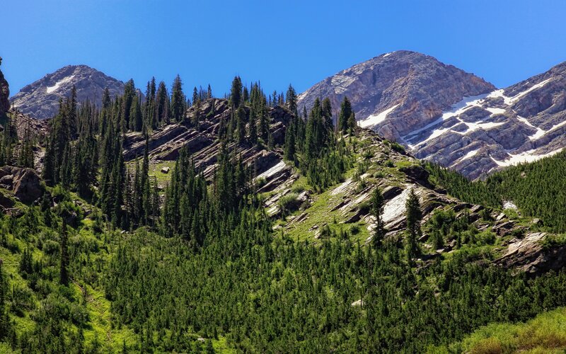 Mountain Range with Evergreens — Green, Serene