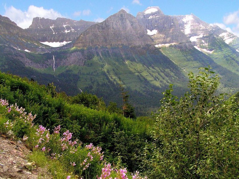 Mountain Range with Flowers