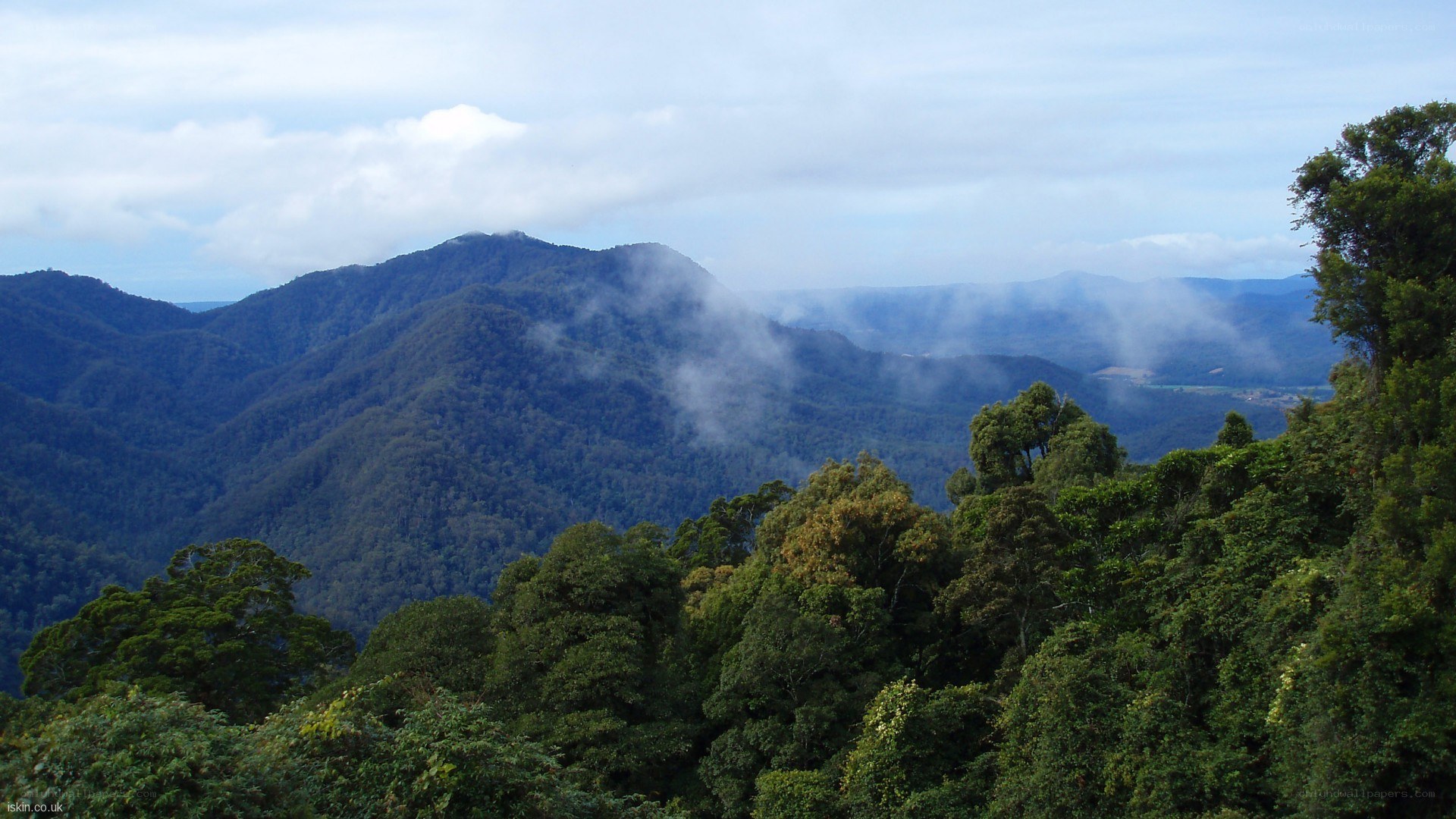 mountain range with forest and mist