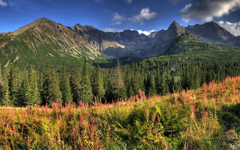 Mountain Range with Forest — Green, Serene, Afternoon, Photograph