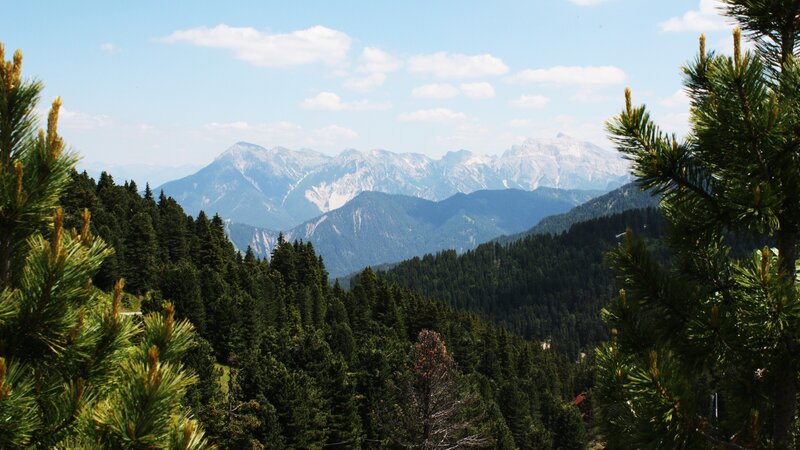 Mountain Range with Pine Trees — Green, Serene