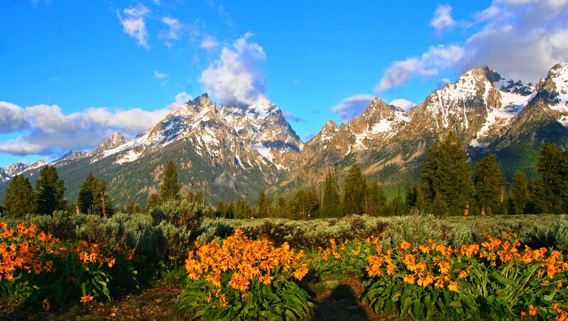 Mountain Range with Wildflowers — Blue, Serene, Morning