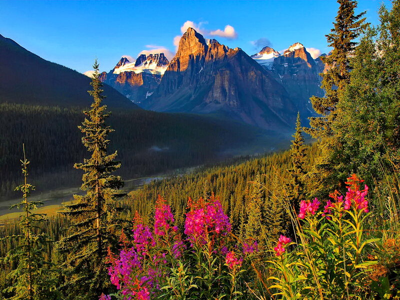 Mountain Range with Wildflowers — Blue, Serene