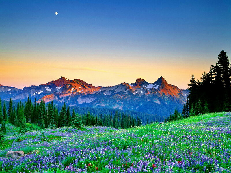 Mountain Range with Wildflowers — Blue