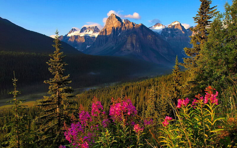 Mountain Range with Wildflowers — Green, Serene