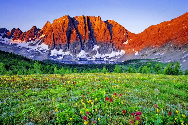 Mountain Range with Wildflowers — Green