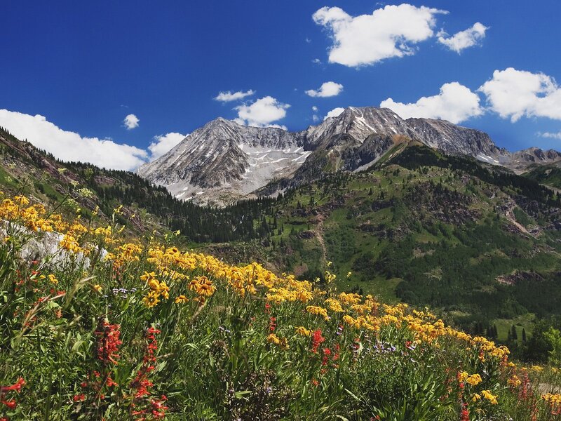 Mountain Range with Wildflowers