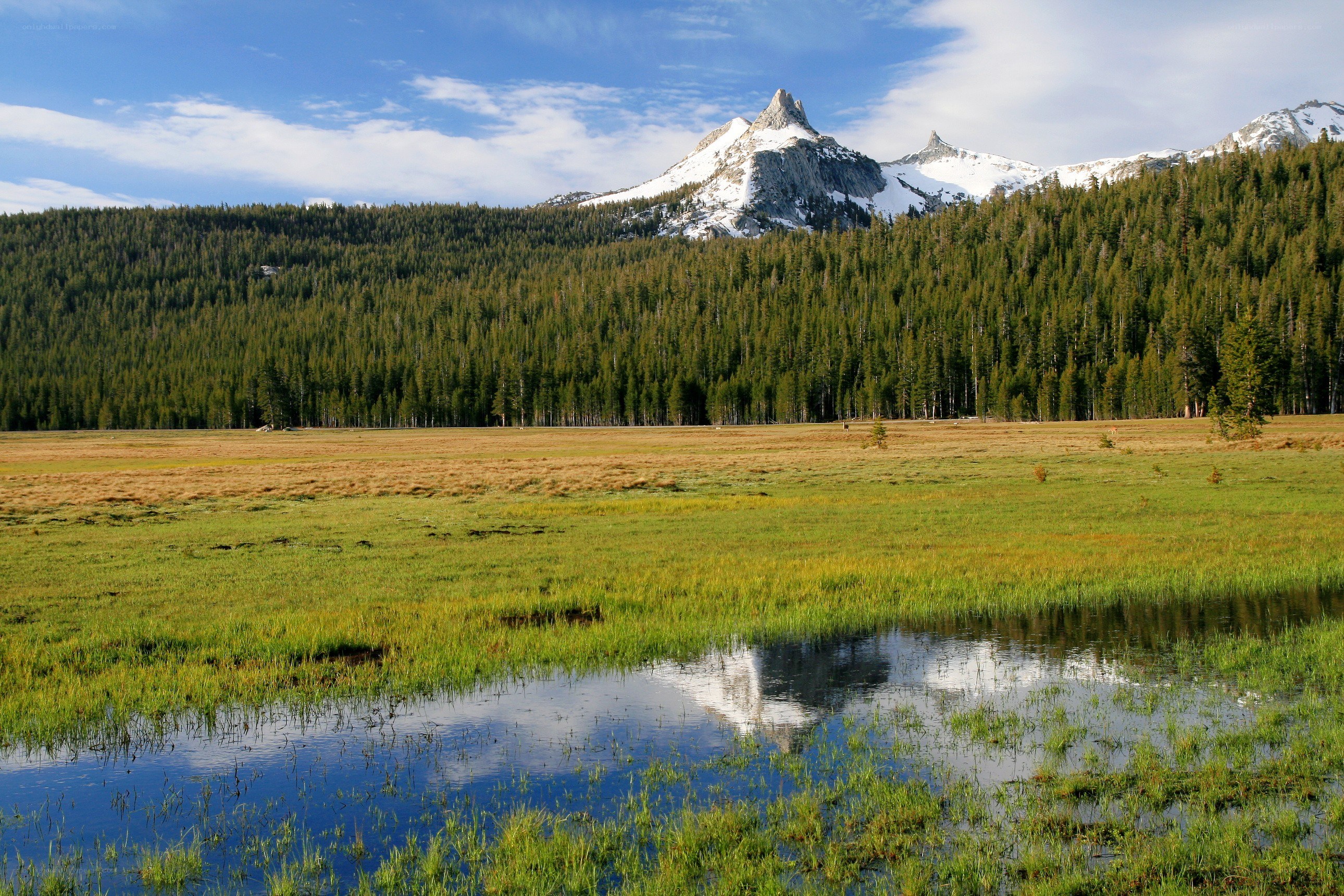 Mountain reflected in a meadow pond