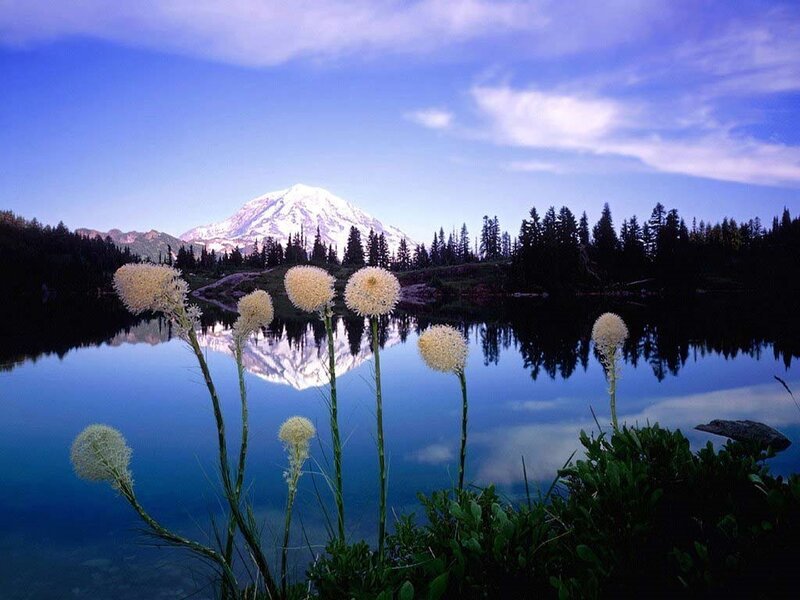 Mountain Reflected in Lake — Blue, Serene, Morning, Photograph, Flowers