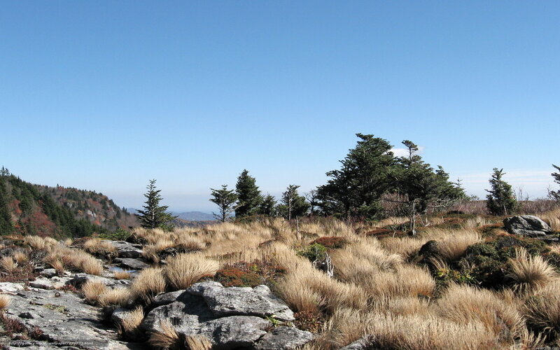 Mountain ridge with grass and trees