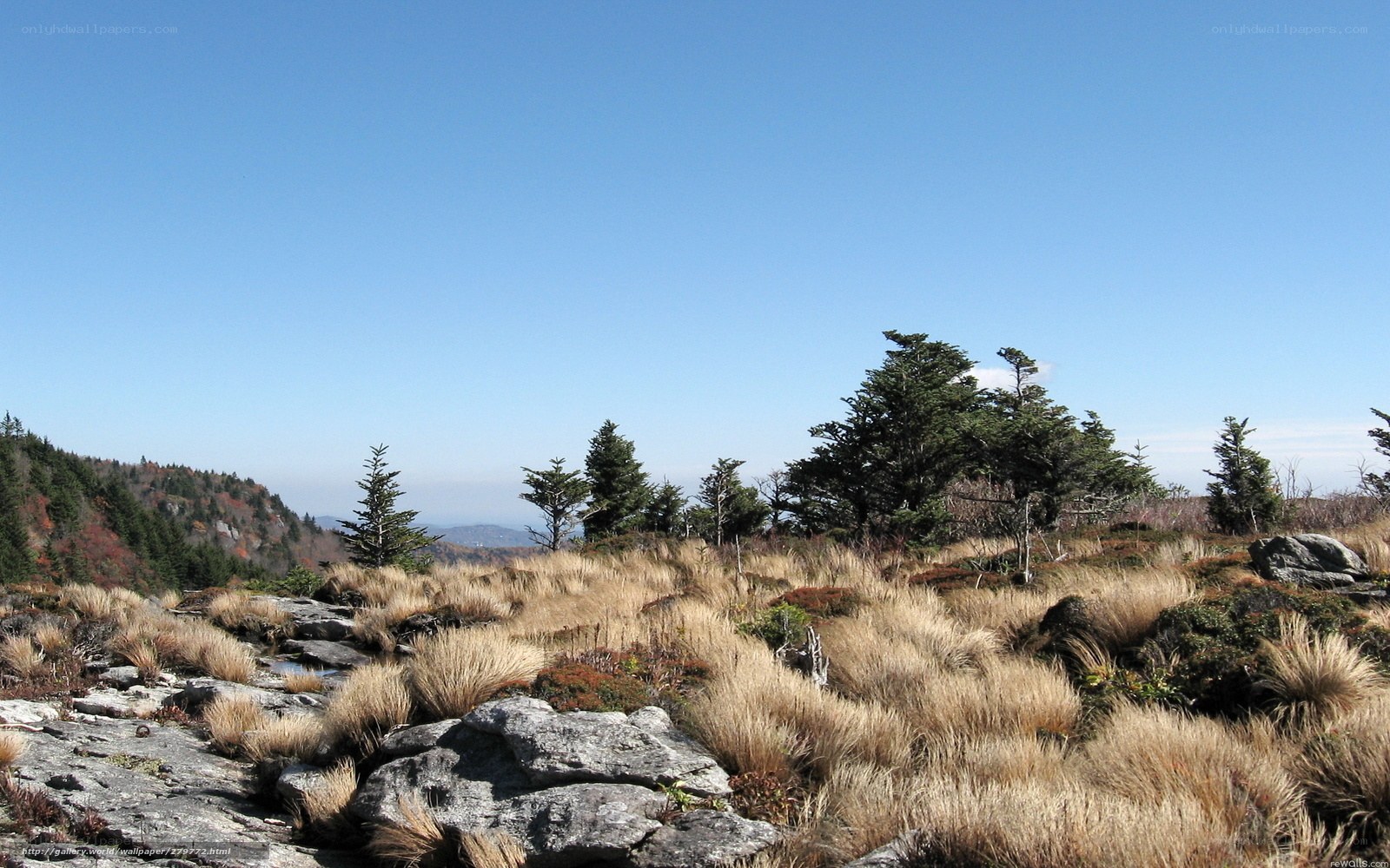 Mountain ridge with grass and trees