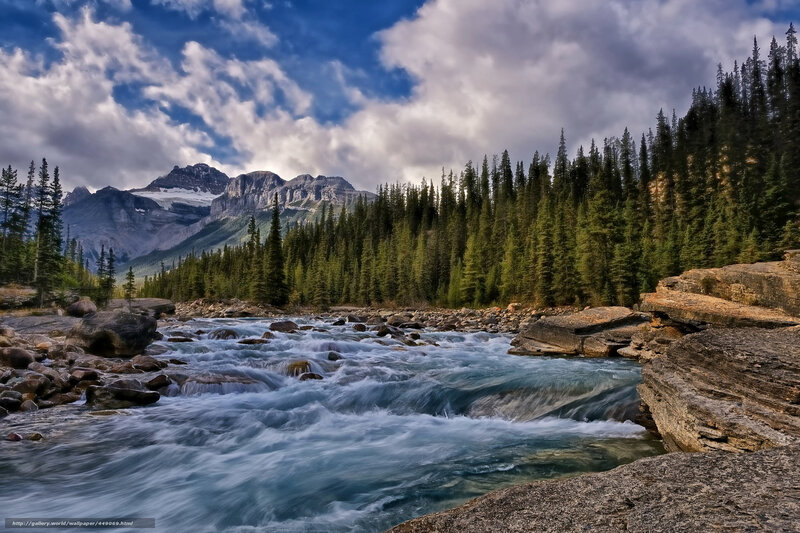 Mountain river flowing through forest