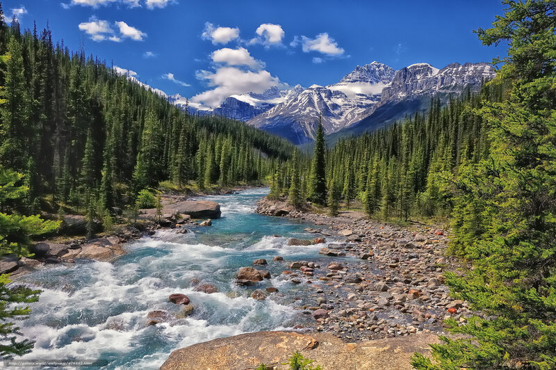Mountain river in forest