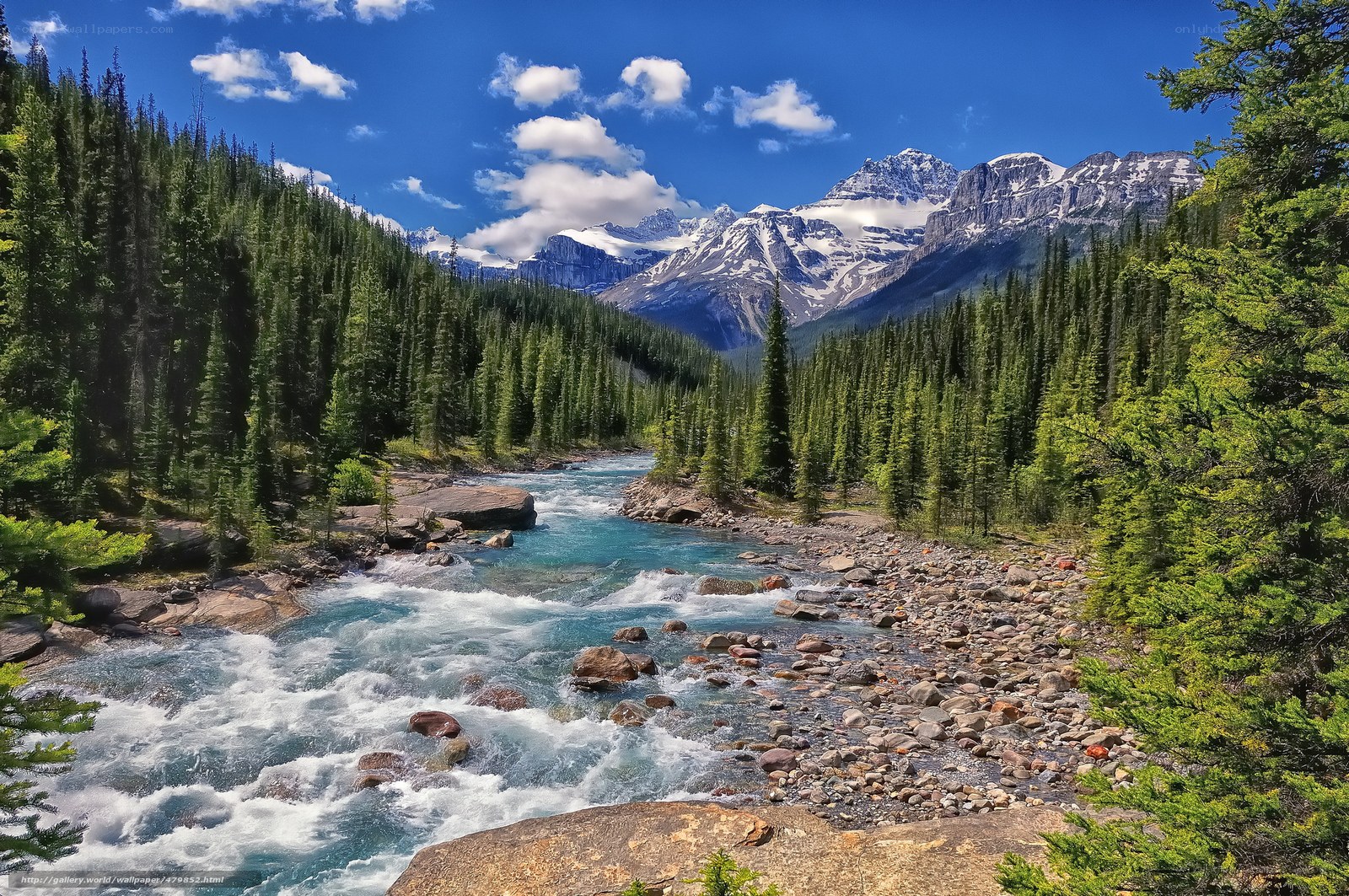 Mountain river in forest
