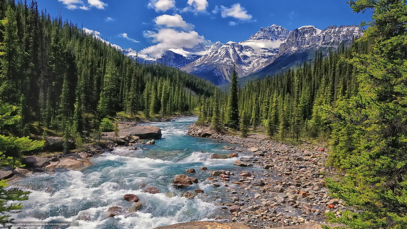 Mountain river in forest