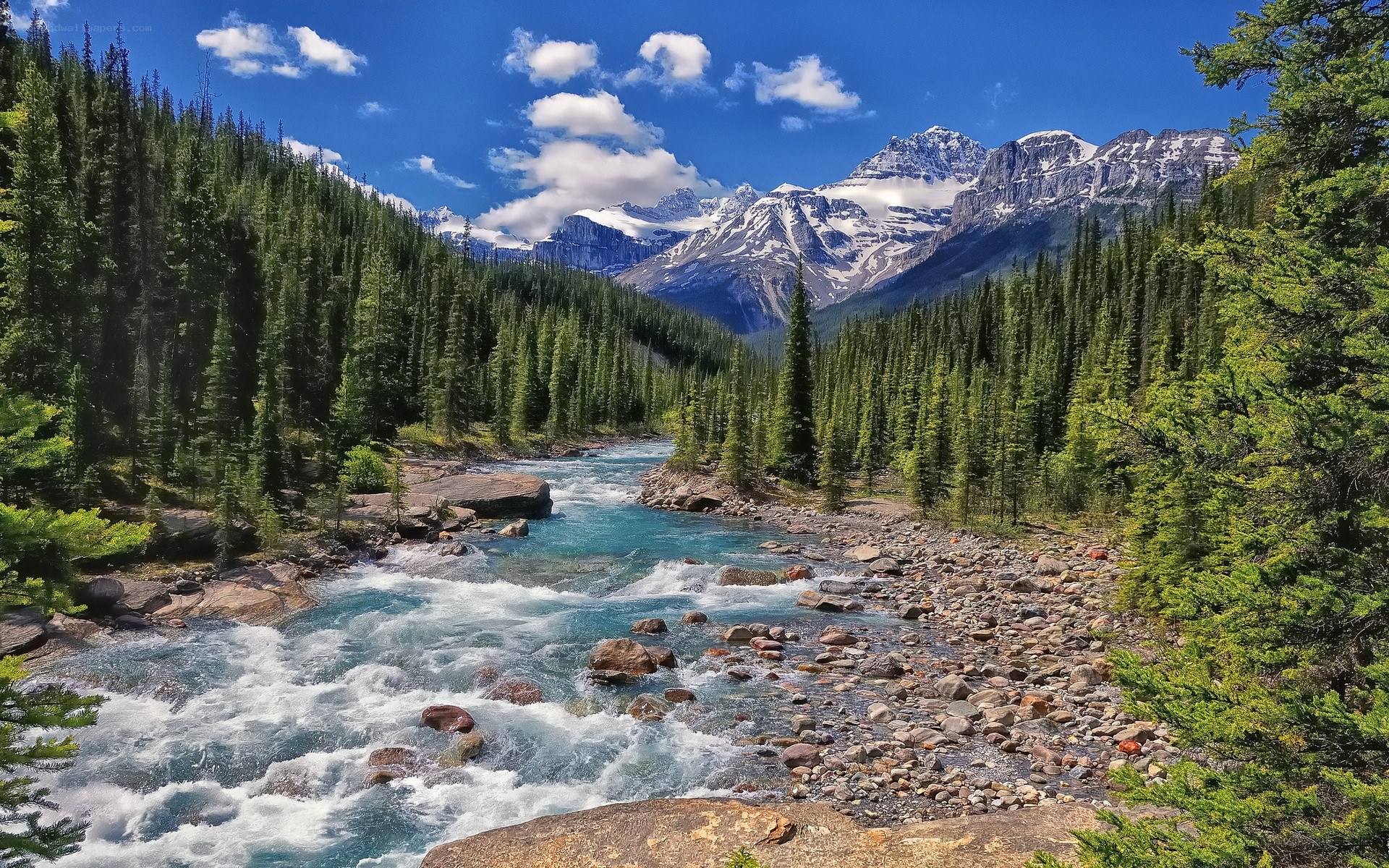 Mountain river in forest