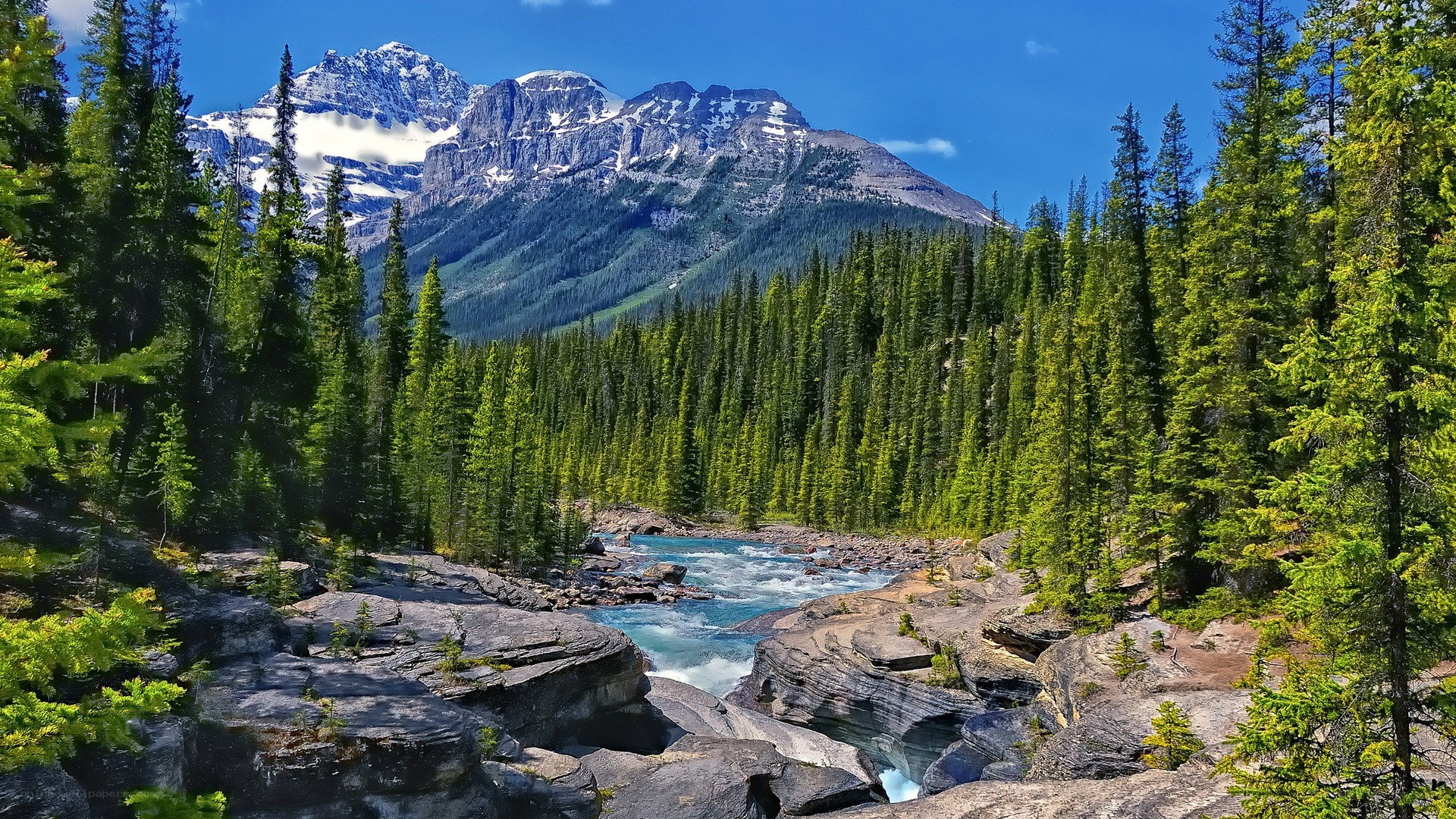 Mountain river in forest