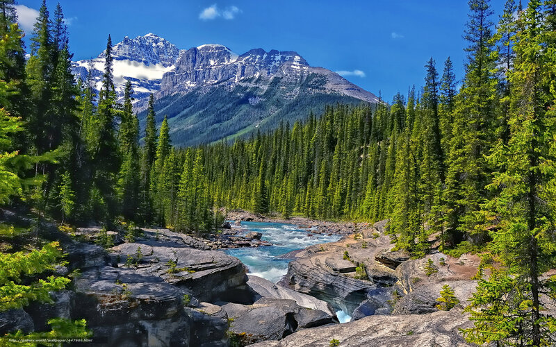 Mountain river in forest landscape