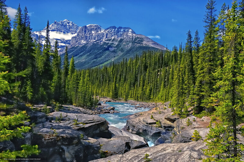 Mountain river in forest