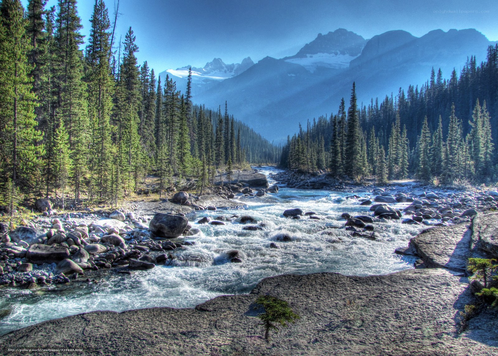 Mountain river in forest valley