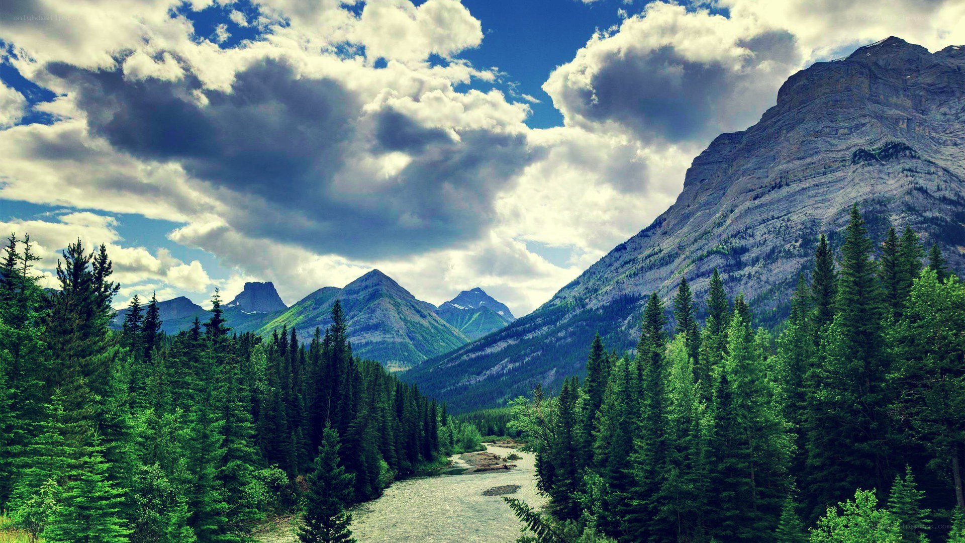 Mountain river in forest valley