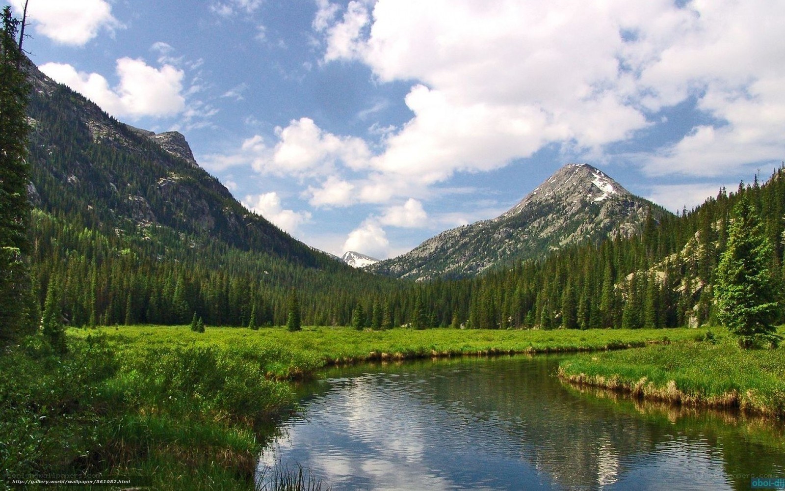 Mountain river in forest valley